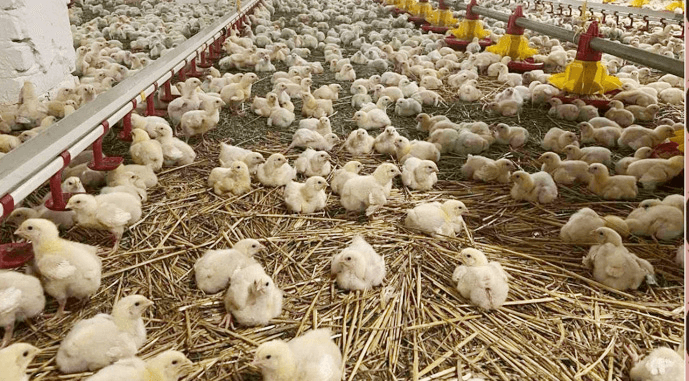 Пташники ТОВ Кури Прикарпаття